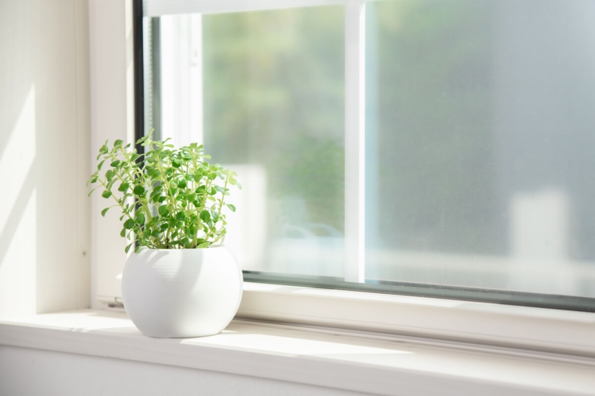 窓際に置かれた観葉植物