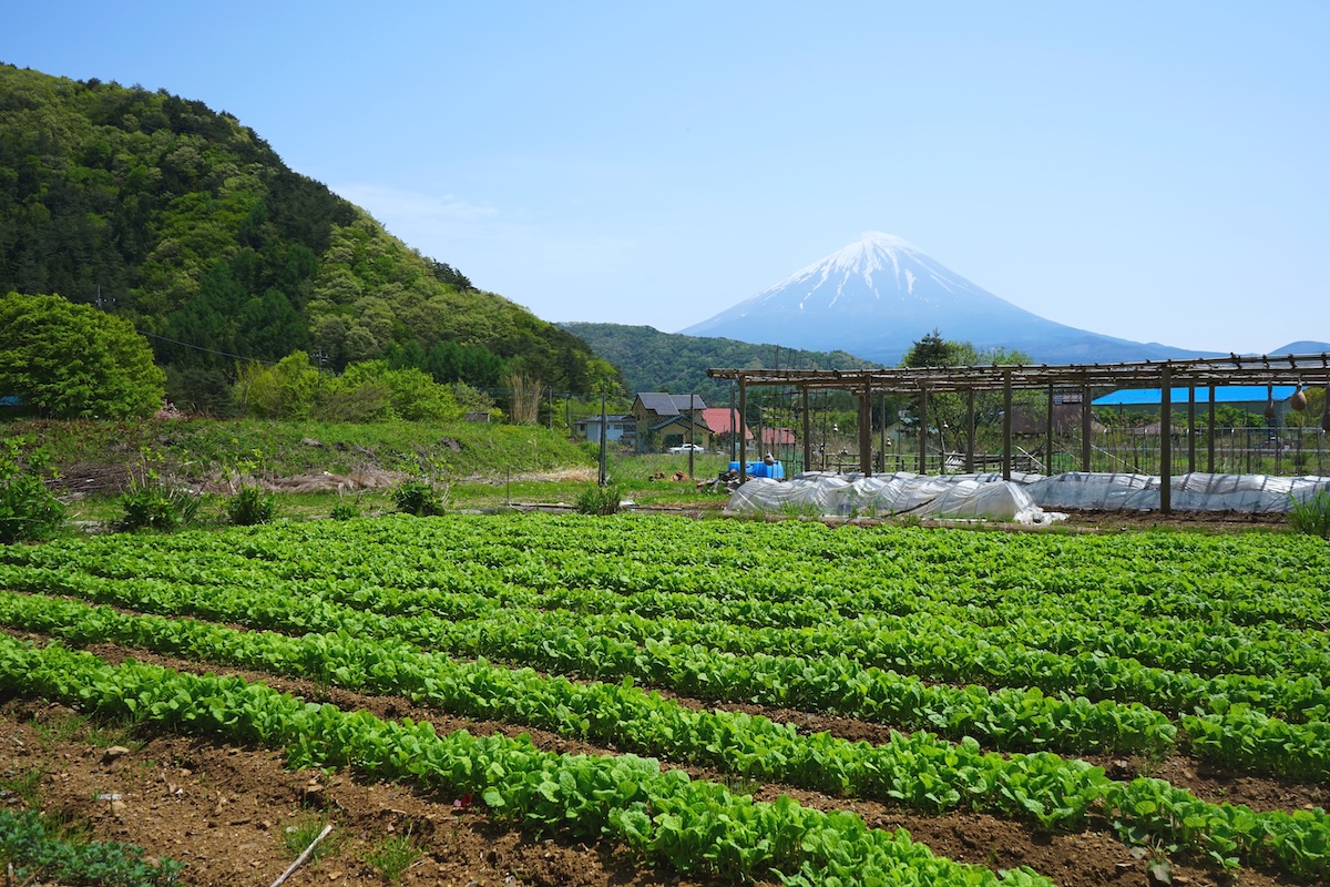 地域の農業を象徴する日本の畑と富士山の風景