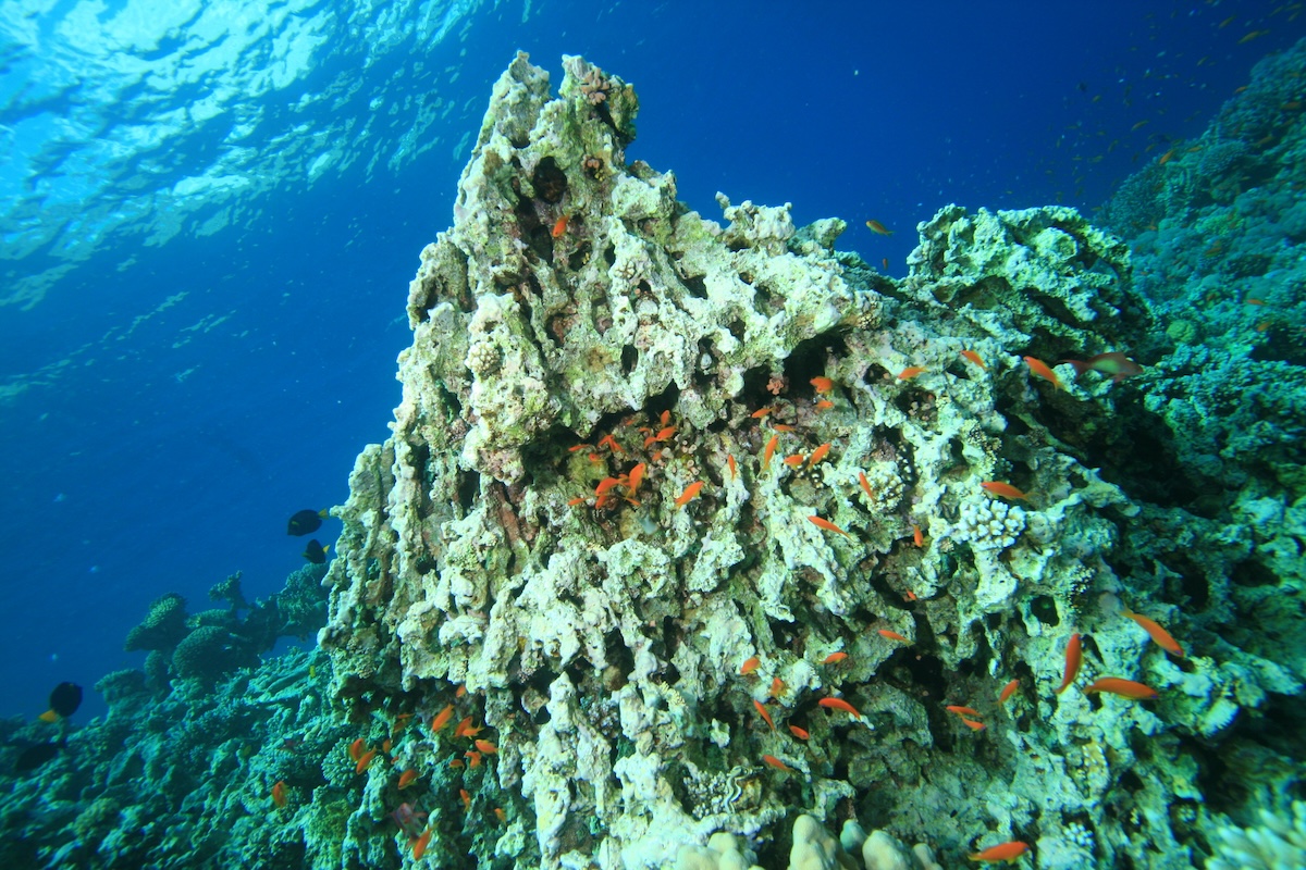 色とりどりの熱帯魚と珊瑚礁が広がる豊かな海洋生態系の風景