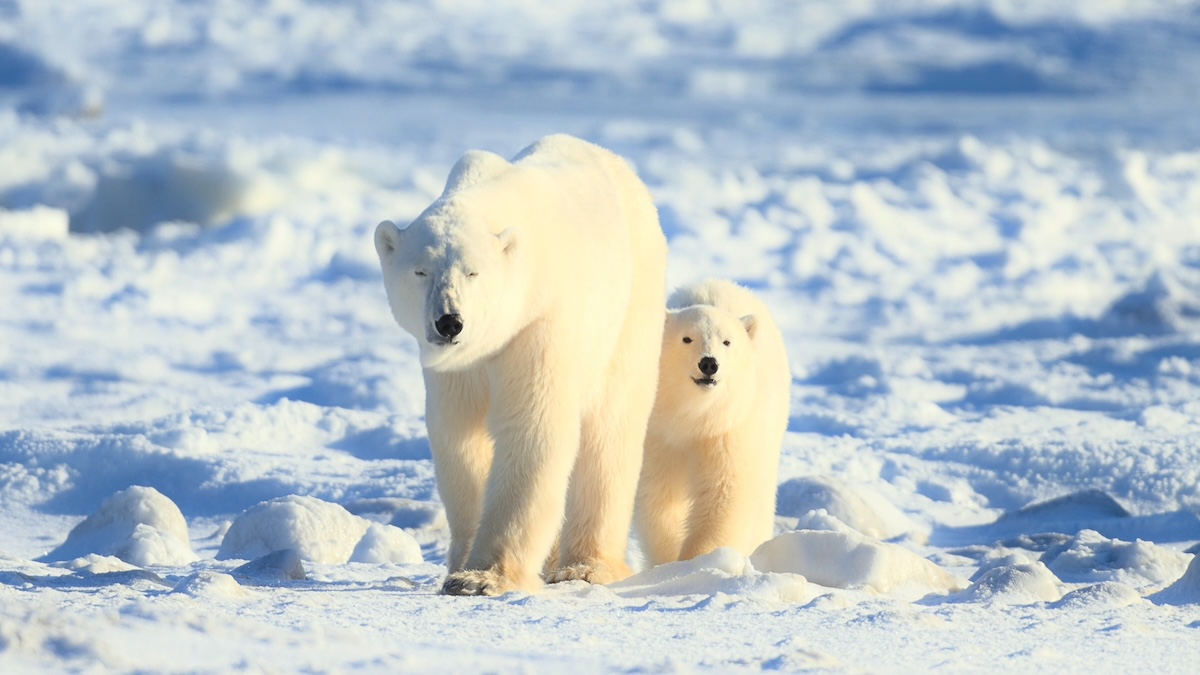 雪と氷の上を歩くホッキョクグマの親子、気候変動による生息環境の変化を象徴