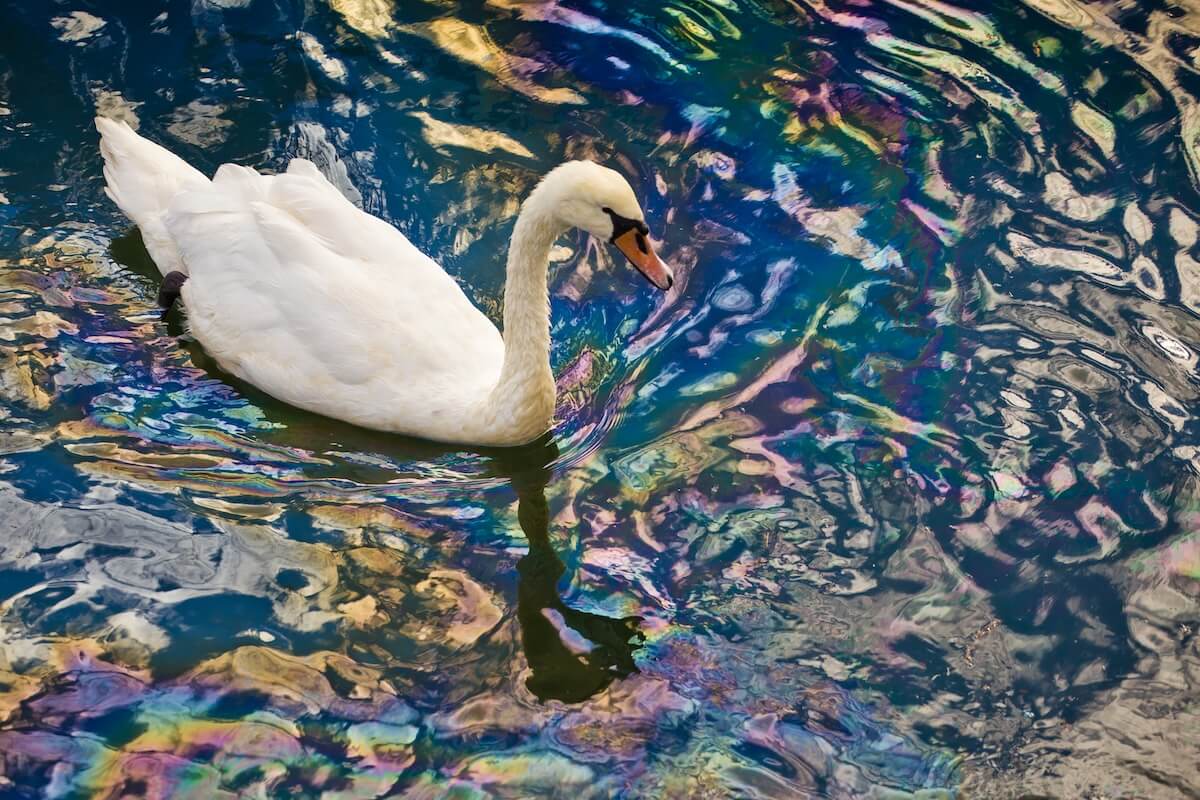 油膜が浮いた水面を泳ぐ白鳥、海洋汚染による生態系への影響を示す場面