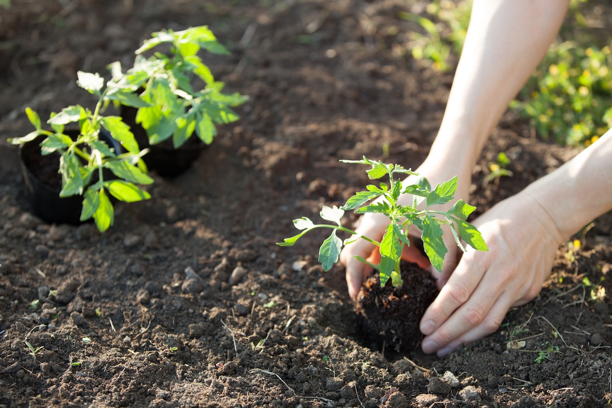 土に苗を植える手元の様子。家庭菜園や持続可能な暮らしを象徴するシーン。