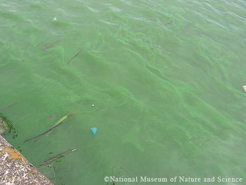 滋賀県の琵琶湖に発生したアオコ。富栄養化によってプランクトンが大量発生し、水面が緑色に濁っている様子。