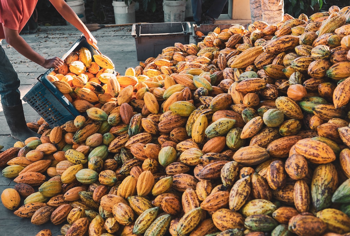 収穫されたカカオの実を集める農家の人。黄色やオレンジ色のカカオポッドが山積みになっている様子。