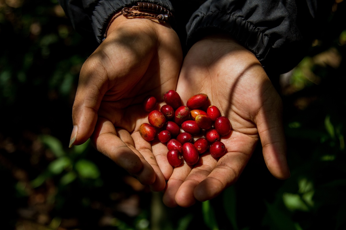 手のひらに収穫したばかりのコーヒーチェリーをのせた様子。自然光の中で輝く赤い果実。