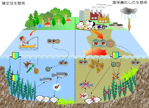 健全な生態系と富栄養化した生態系を比較した図。窒素やリンの流入によって水質が悪化し、酸素不足や魚の減少が起こる様子を示している。