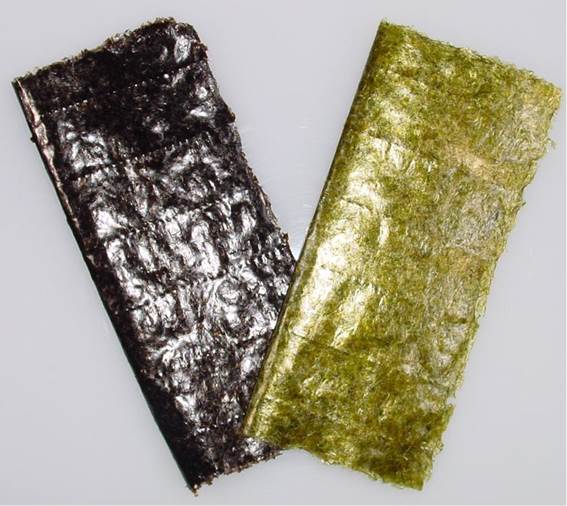 貧栄養化によって色落ちしたノリ。左が通常の濃い黒色、右が栄養不足で退色した薄い緑色のノリ。