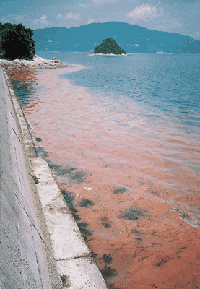 海岸沿いに発生した赤潮の様子。プランクトンが異常繁殖し、水面が赤く濁っている。